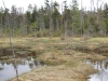 Wetland between Sunshine and Muskrat Ponds